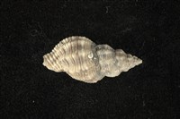 藏品(粗肋結螺)的圖片